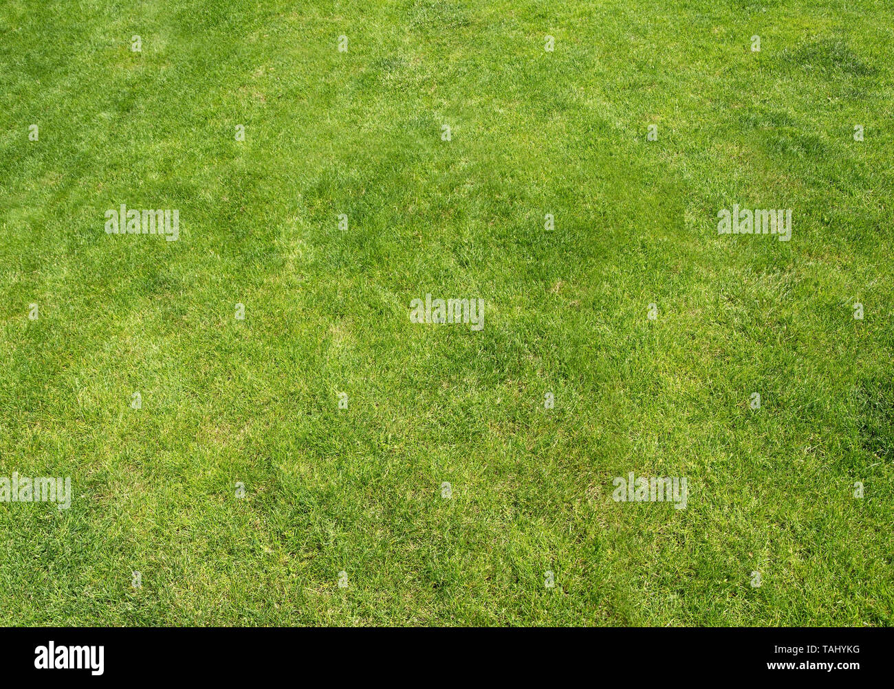 Green grass close up as background Stock Photo