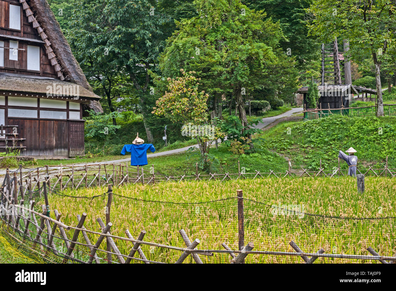 Traditional Japanese scarecrows protecting fenced rice padi field at ...