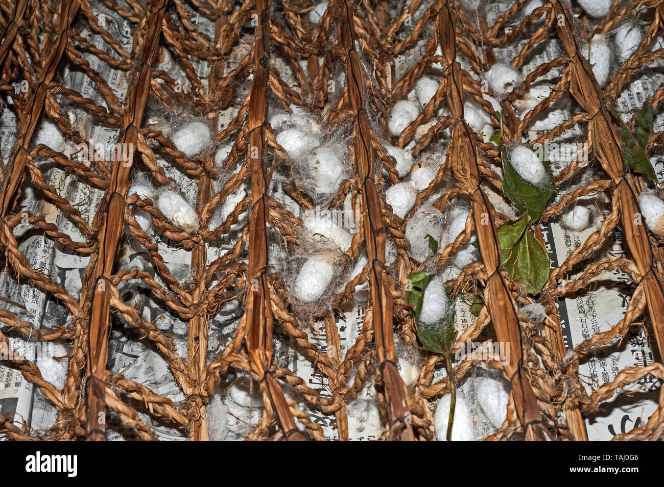 Silk worm  (Bombys mori) cocoons in a traditional frame at Hida Minzoku Mura  folk village and open-air museum, Takayama, Japan Stock Photo