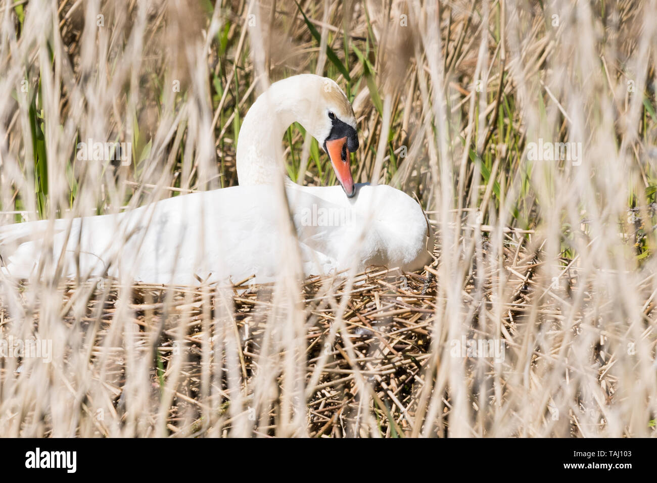 Mute swan nest - cygnus olor - nesting in reeds - UK Stock Photo