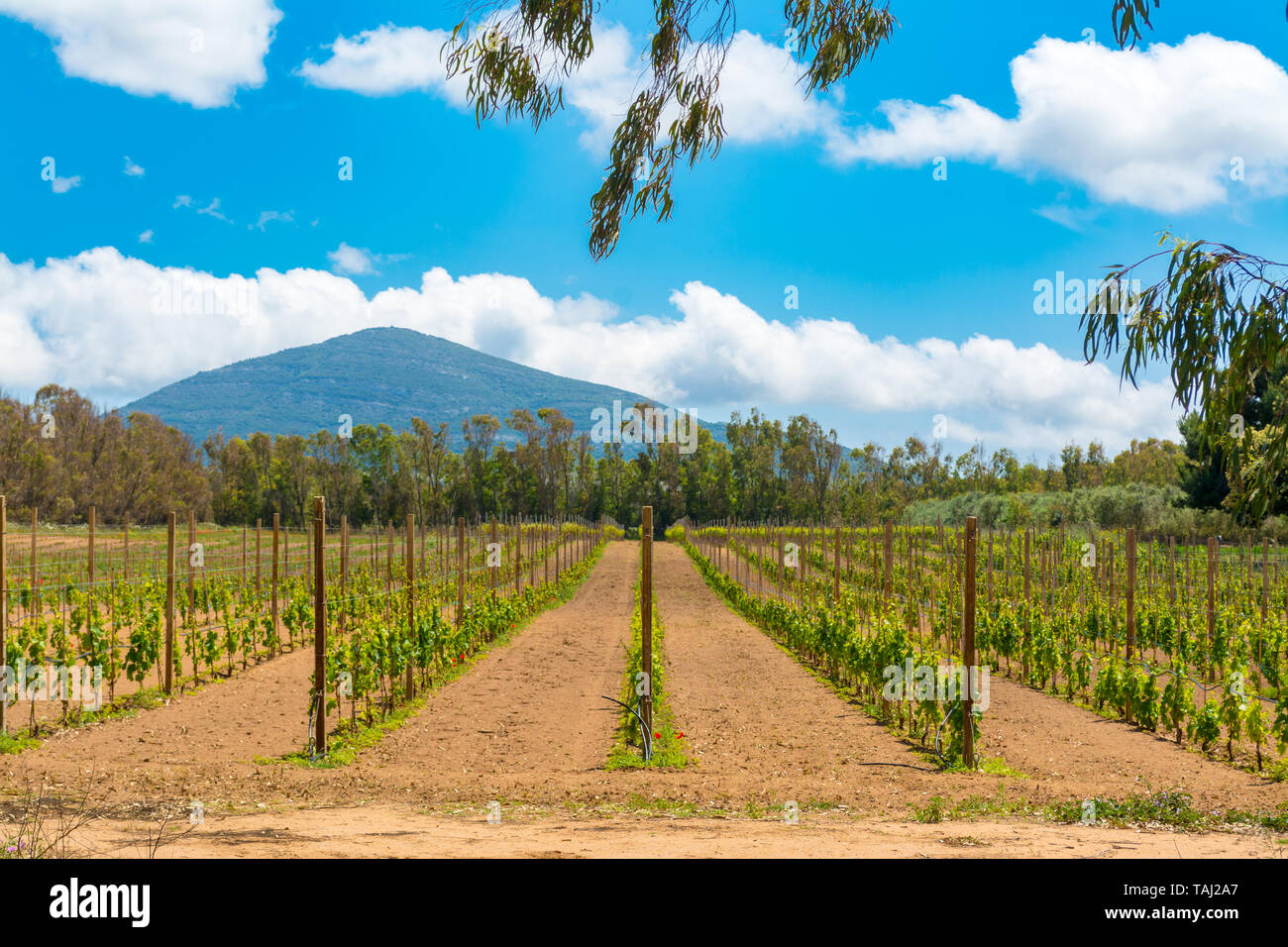 Landscape of vineyard in a sunny day of spring Stock Photo