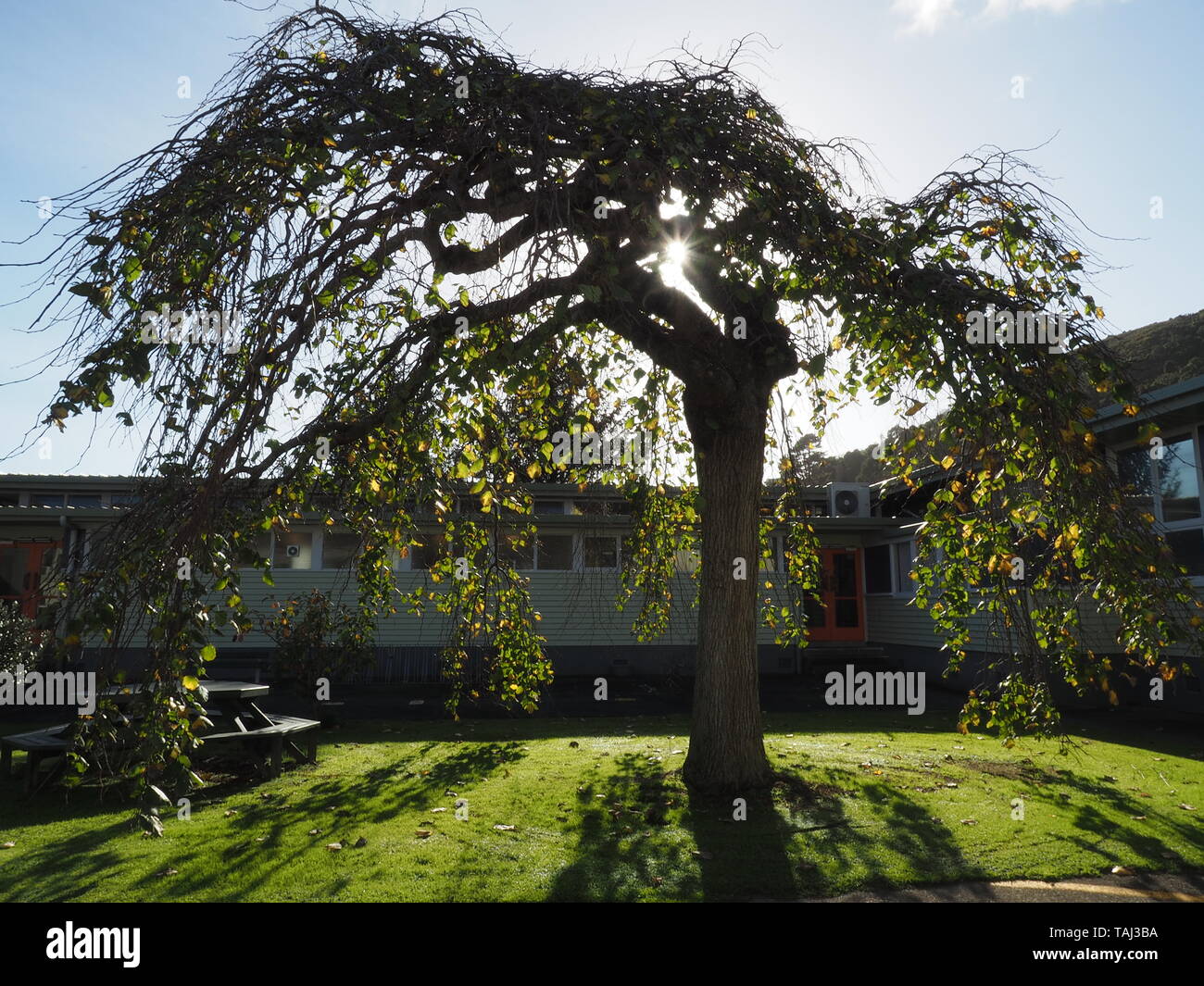 A weeping wych elm (Scots elm) in late autumn, in a courtyard of a 1940s school building, with a low sun shooting through Stock Photo