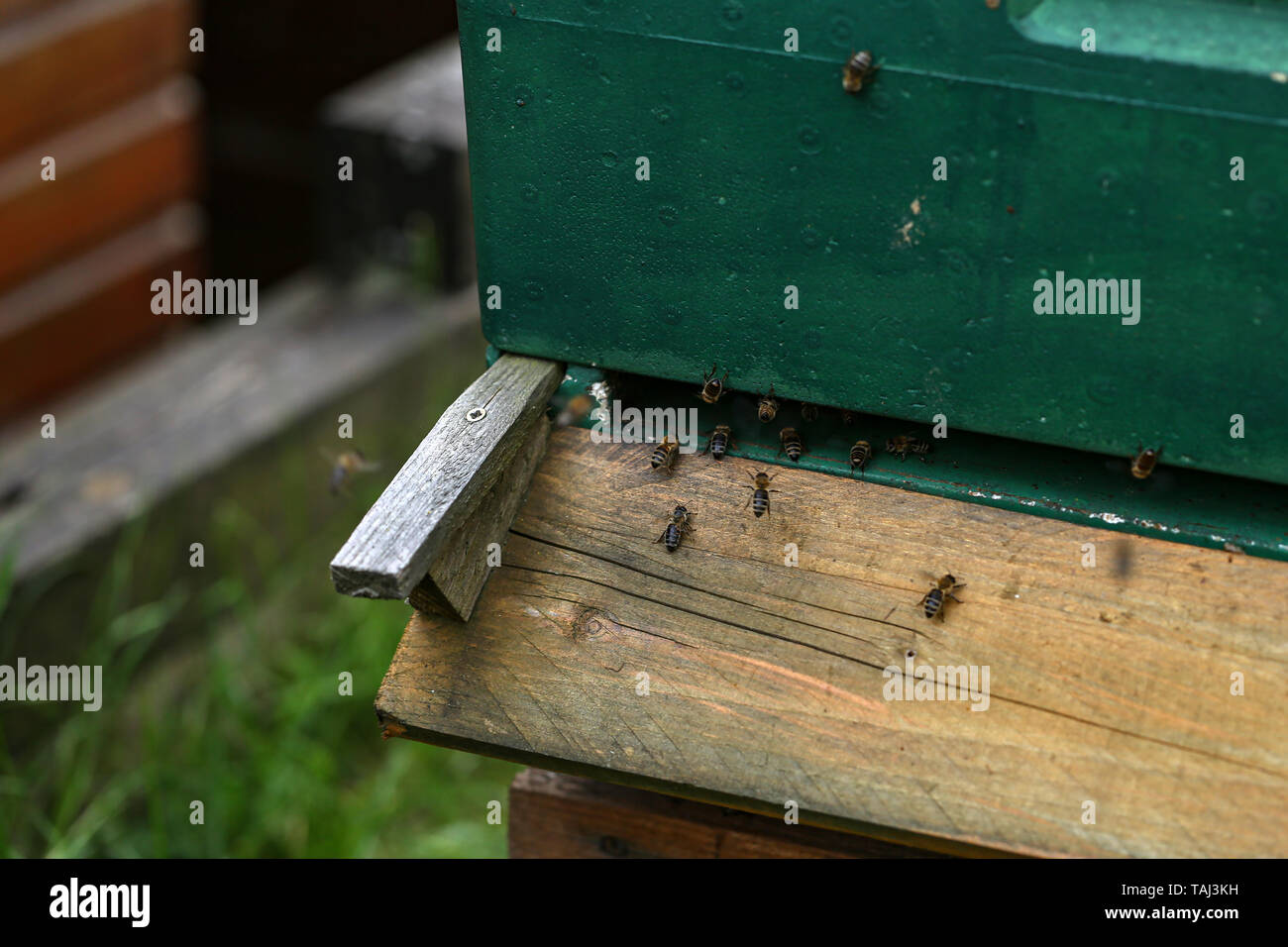 Bees fly out and fly into the hive fly. Stock Photo
