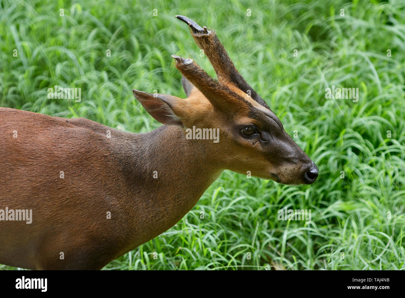 14.aug-2007 An Indian muntjac or barking deer Alipore Zoo ; Calcutta Kolkata ; West Bengal ; India Stock Photo