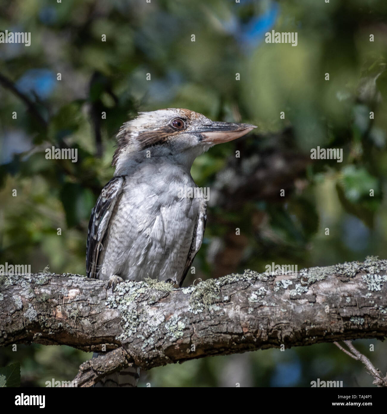 Kookaburra (Dacelo gigas), Perched in Tree Stock Photo