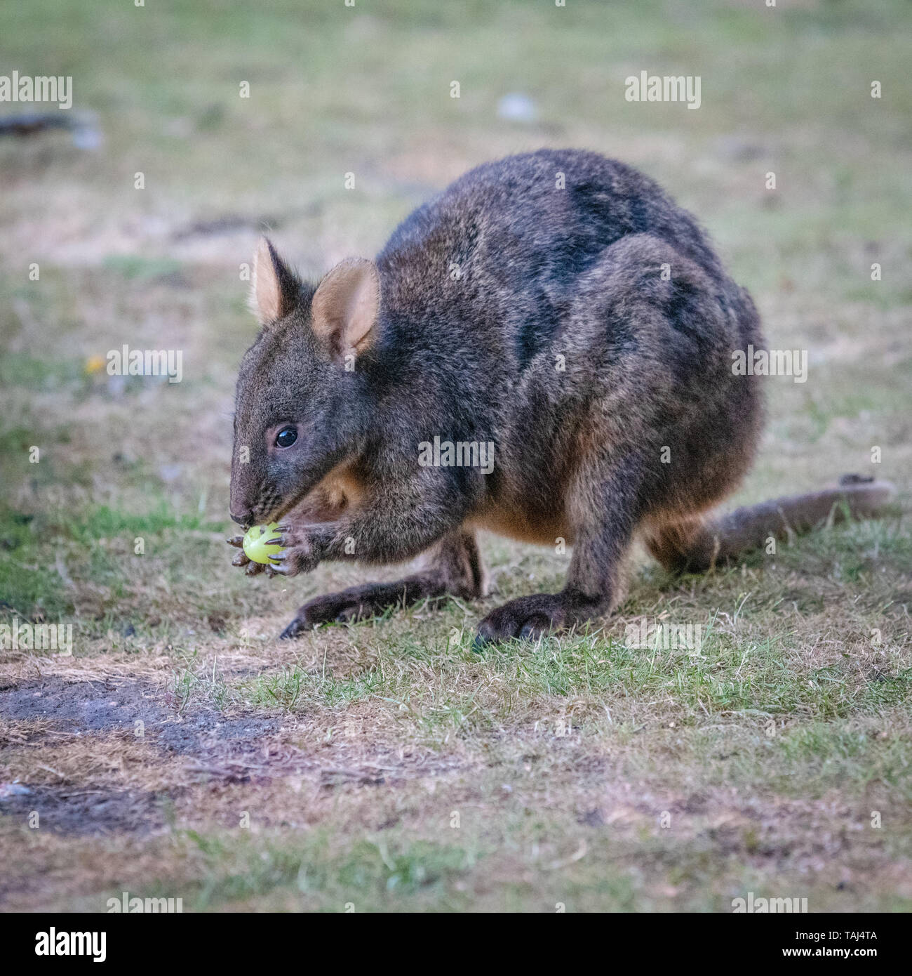 Tasmanian Pademelon Feeding Stock Photo