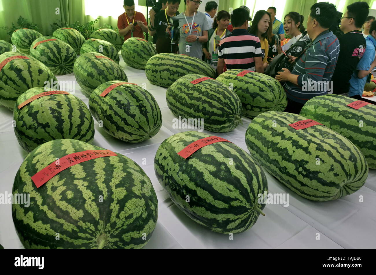 Beijing, China. 25th May, 2019. Watermelons from all over the country are  seen on a weigh-off contest during the 31st Daxing Watermelon Festival in  Panggezhuang Township of Daxing District in Beijing, capital