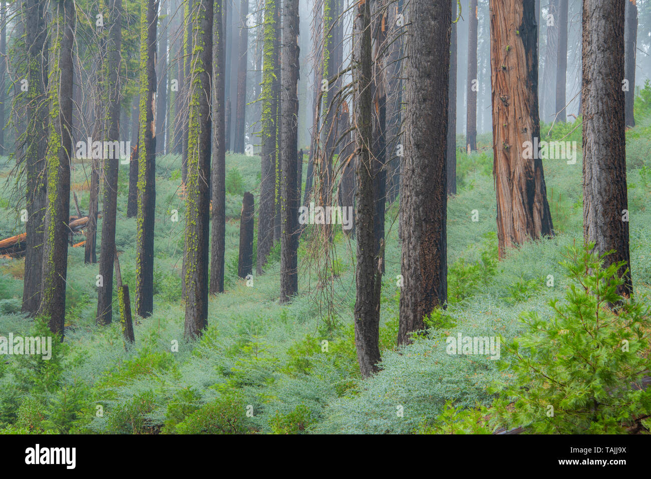 Conifers and morning fog, Mariposa grove, Yosemite NP, California, USA, by Bill Lea/Dembinsky Photo Assoc Stock Photo