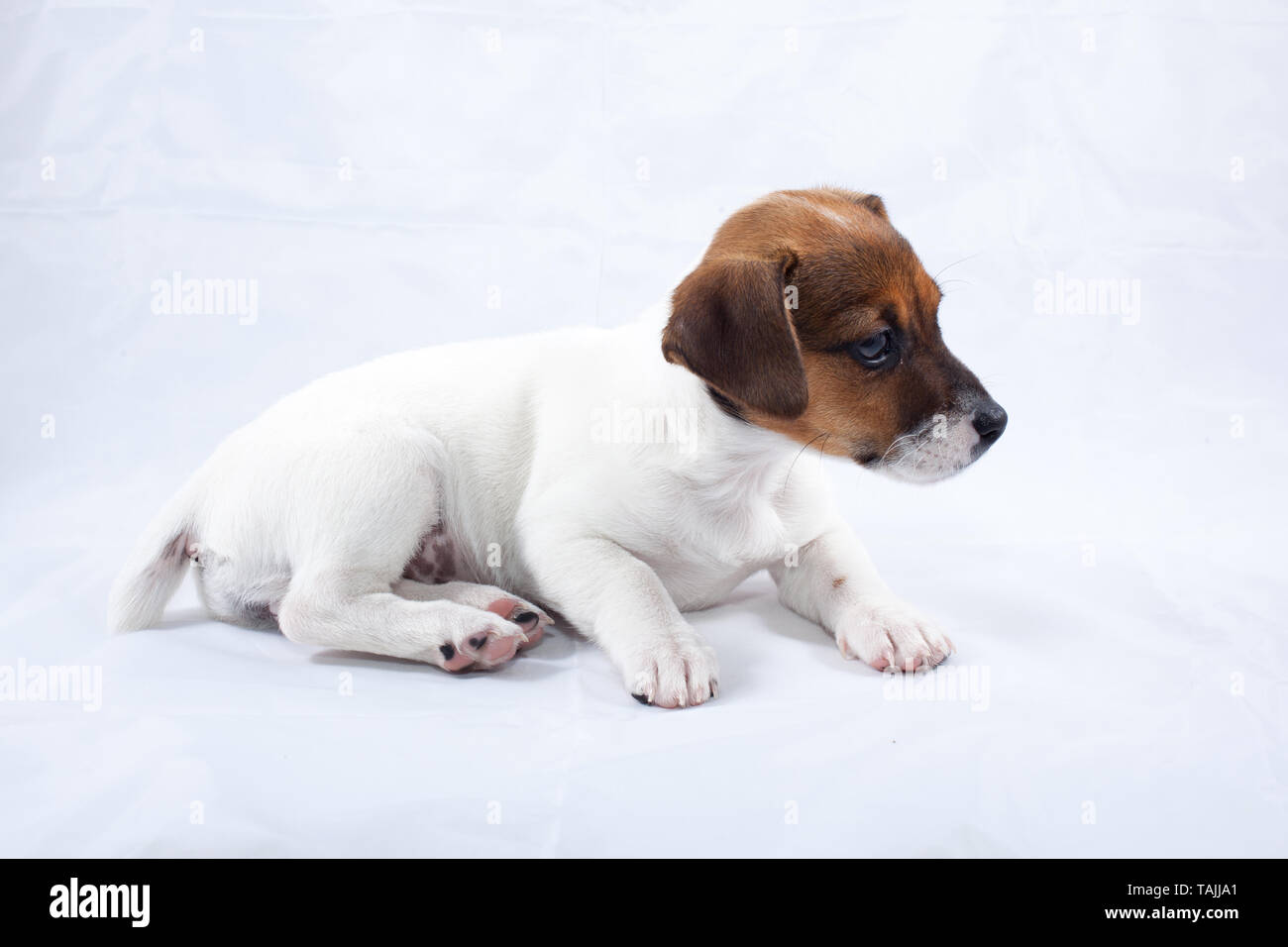 Jack Russell puppy without collar on blank background Stock Photo Alamy