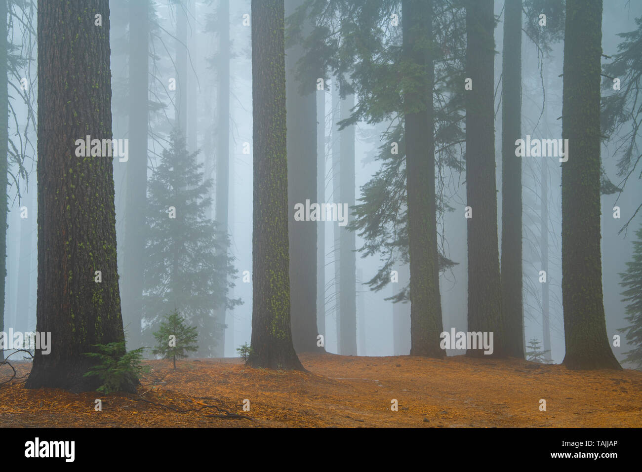 Conifers and morning fog, Mariposa grove, Yosemite NP, California, USA, by Bill Lea/Dembinsky Photo Assoc Stock Photo