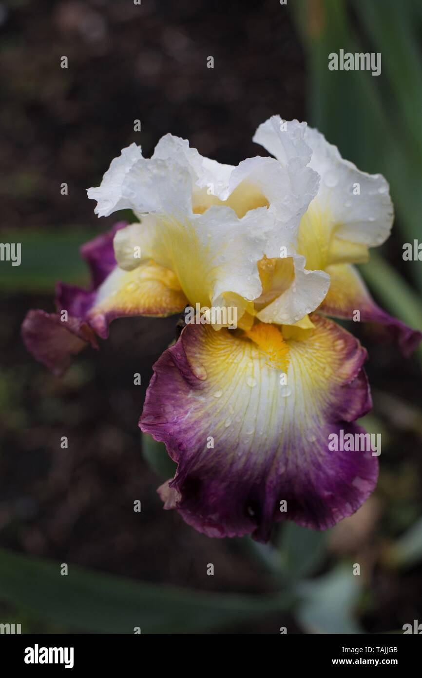 Iris "Starship Enterprise" at Schreiner's Iris Gardens in Salem, Oregon, USA. Stock Photo