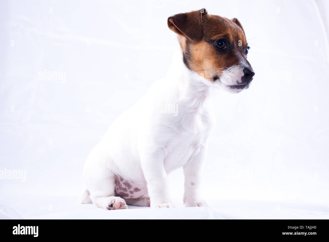 Jack Russell Puppy Without Collar On Blank Background Stock Photo