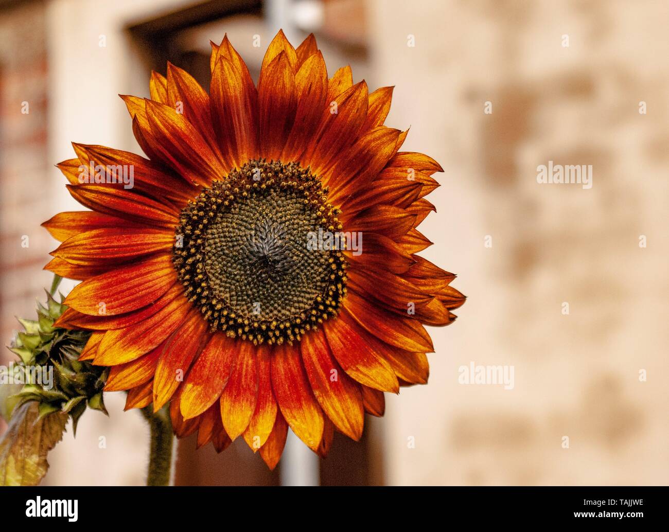 Teddybear sunflower Stock Photo