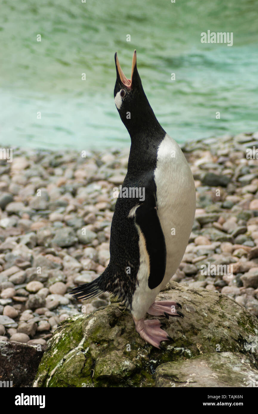 Penguin Call Stock Photo