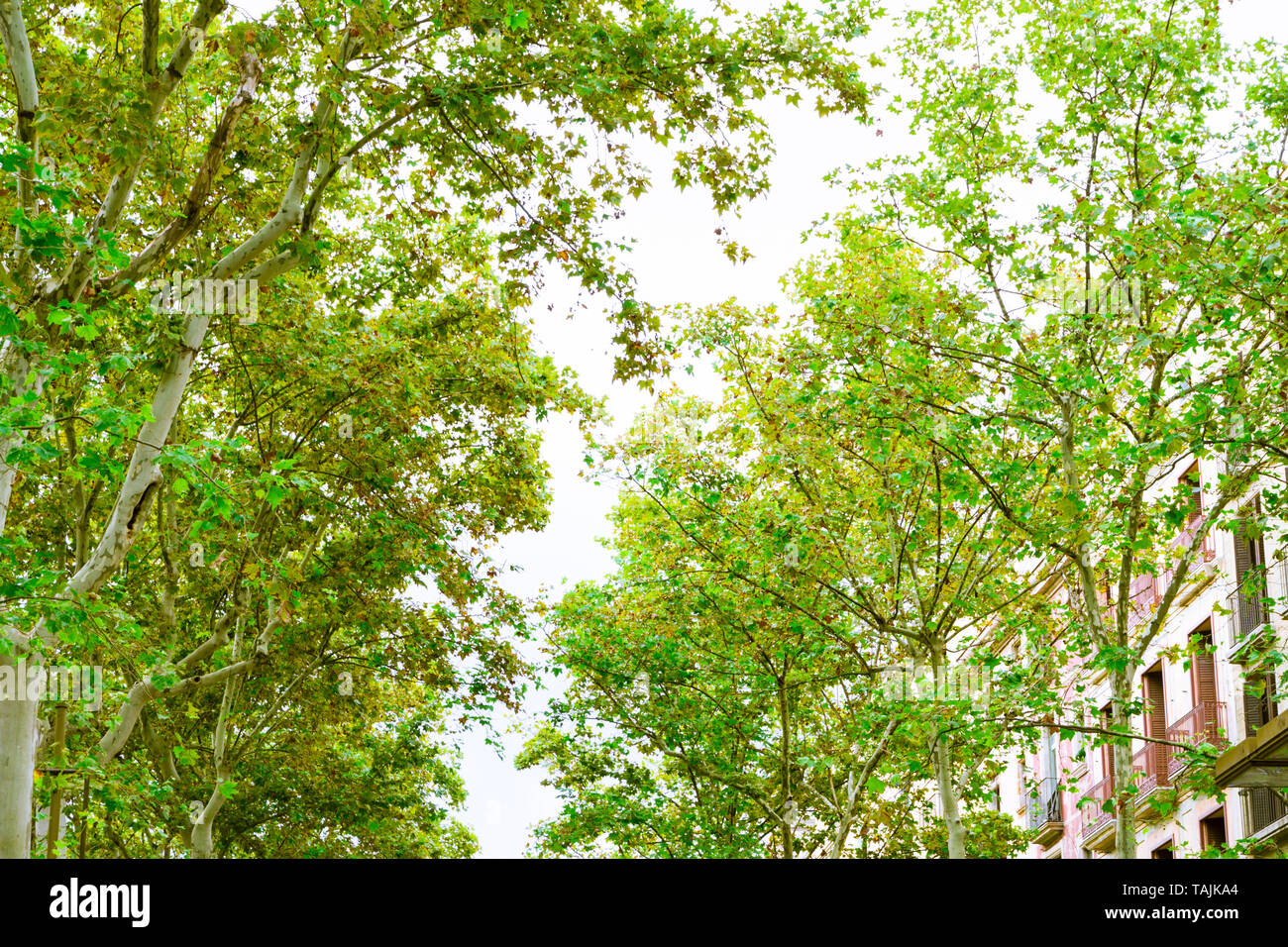 Barcelona, Spain. Trees in the Rambla in the afternoon in summer Stock Photo