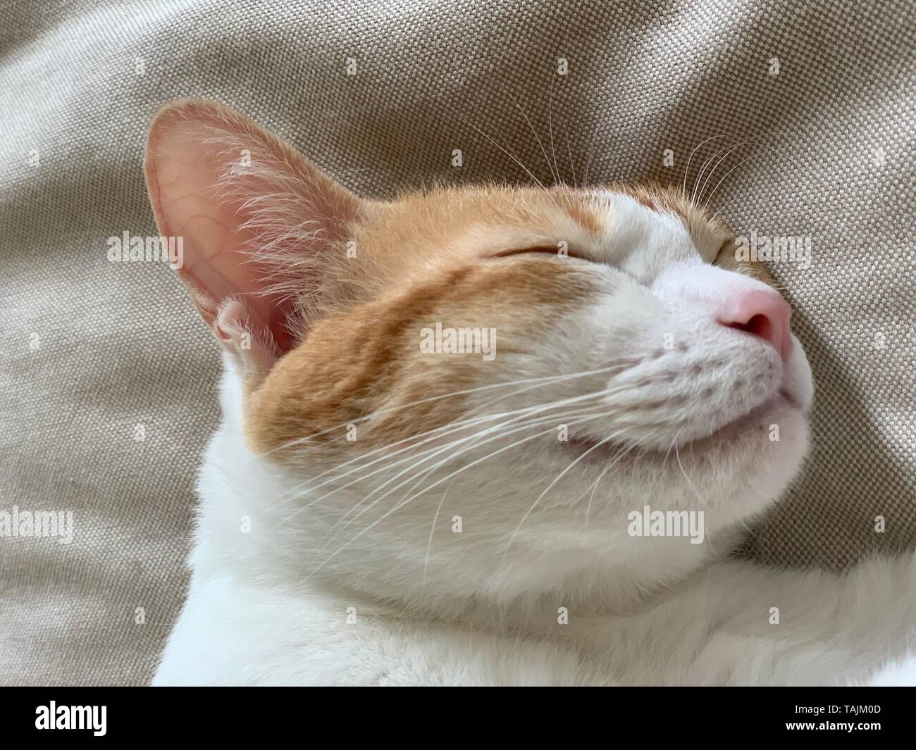 brown tabby cat sleepy Stock Photo