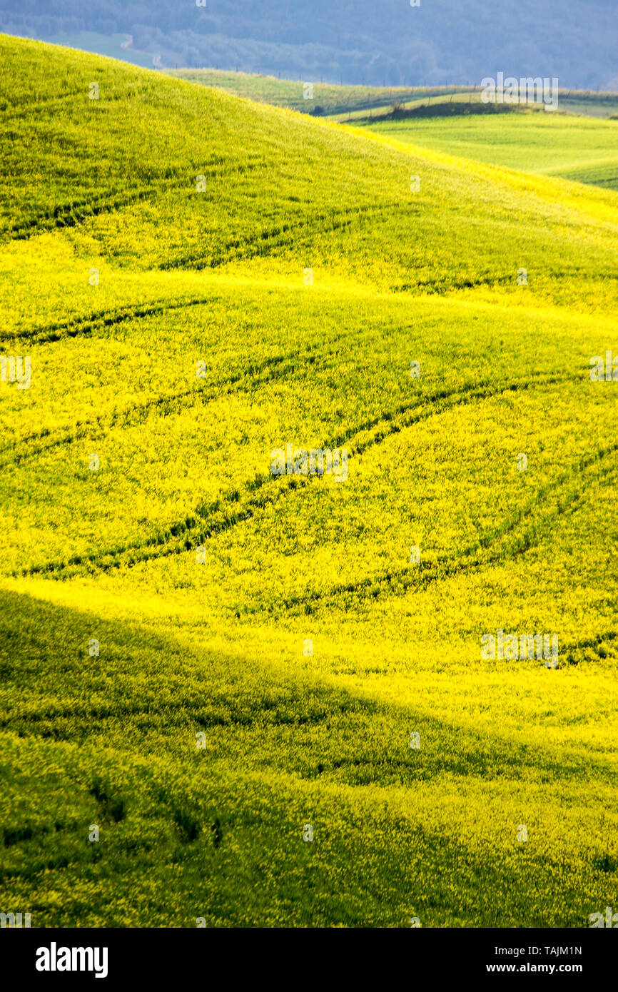 Siena area, Italy. Beautiful view of the country hills in a spring early morning Stock Photo
