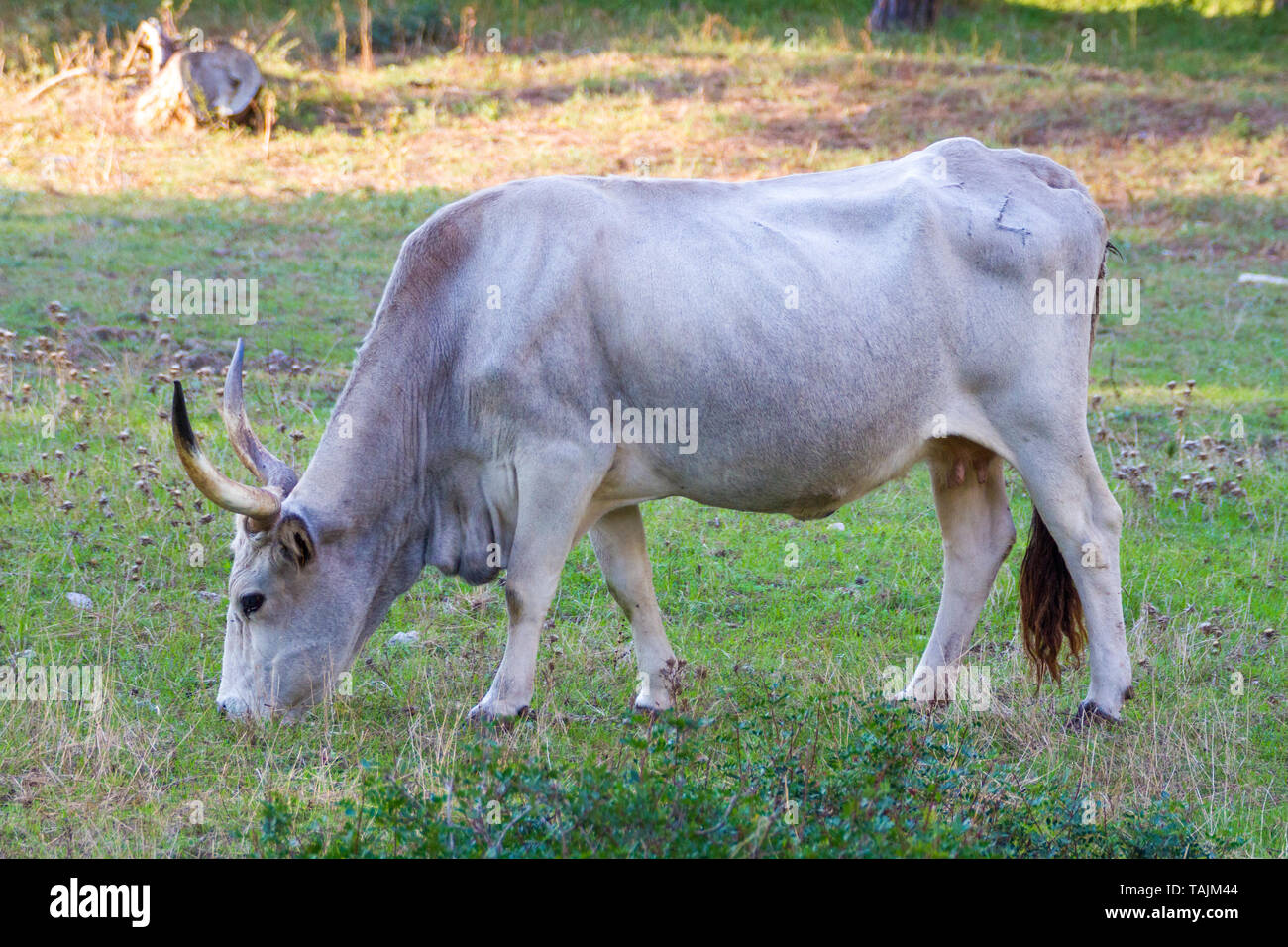 Alberese (Gr), Italy, a cow in the Maremma country, Tuscany Stock Photo