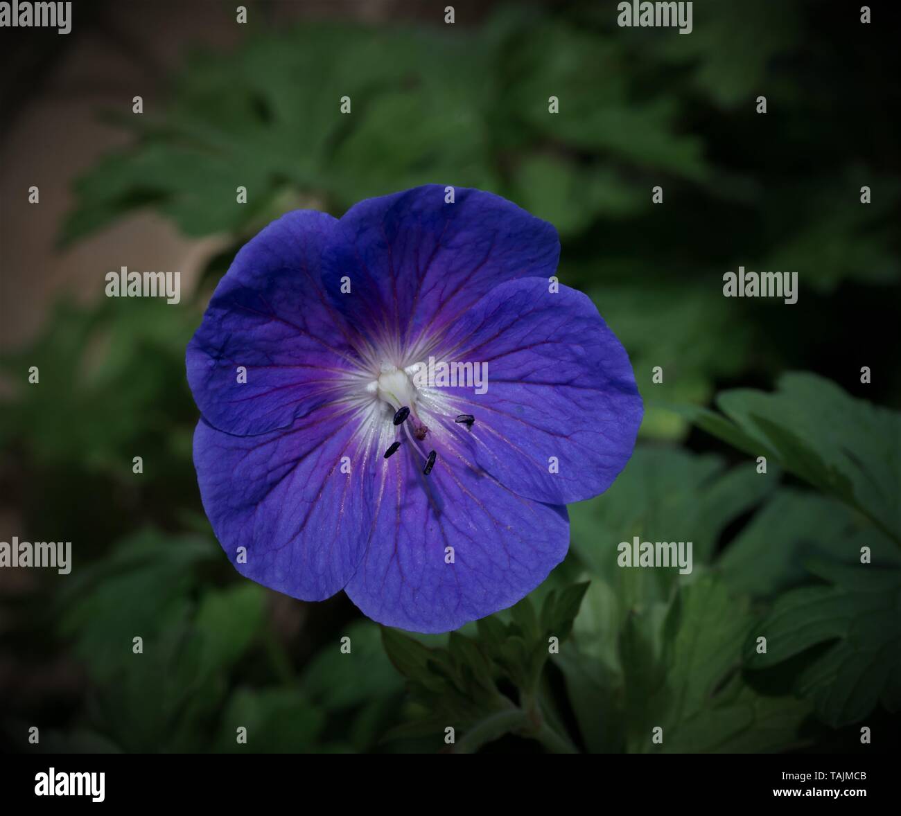 Geranium. Stock Photo