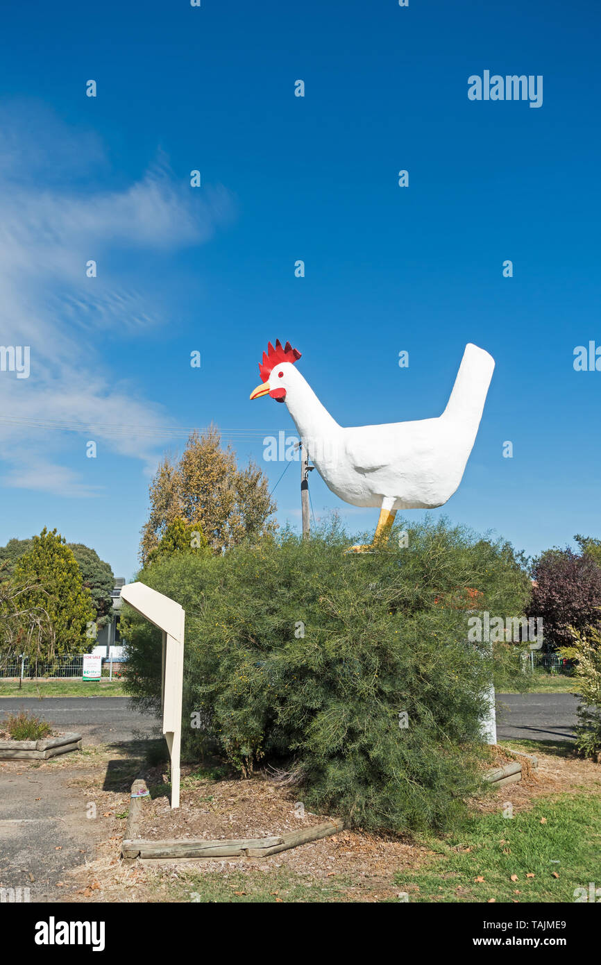 The Big Chook at Moonbi NSW Australia. Stock Photo