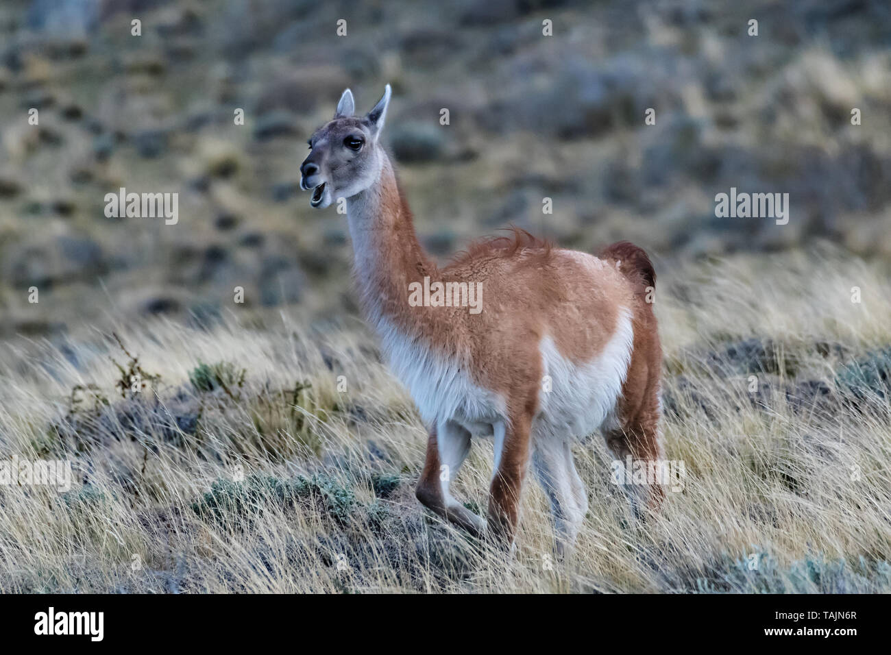 Guanaco (Lama guanicoe), Torres del Paine NP, Chile Stock Photo