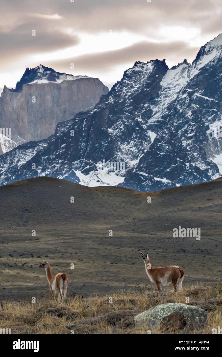 Guanachi (Lama guanicoe), PN Torres del Paine, Cile Stock Photo