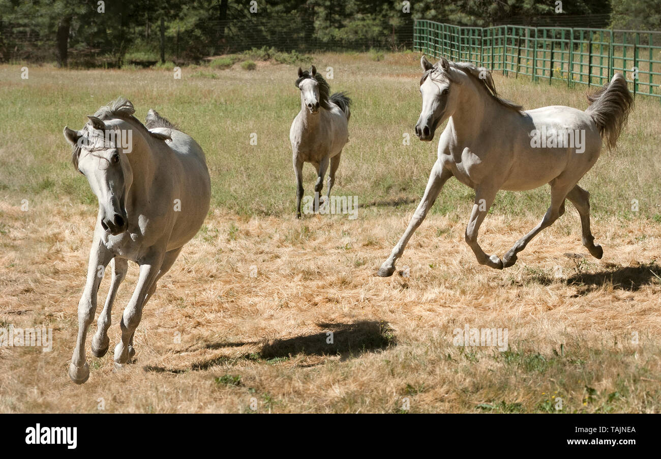 three grey arabian mares galloping and trotting at liberty in a pasture on a horse farm Stock Photo