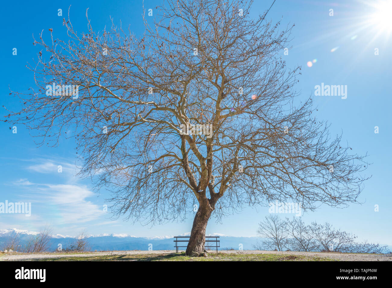 Big dead leafless tree with lone bench, solitary tree looking at a snowcapped mountain range in Greece. Stock Photo