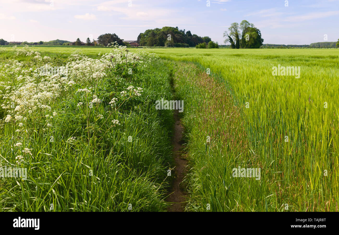 Footpath through beautiful English countryside flanked by wheat field and wild flowers in Beverley, Yorkshire, UK. Stock Photo