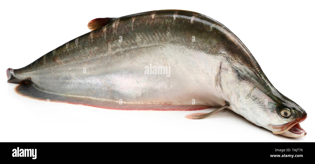 Giant bronze featherback of Indian subcontinent over white background