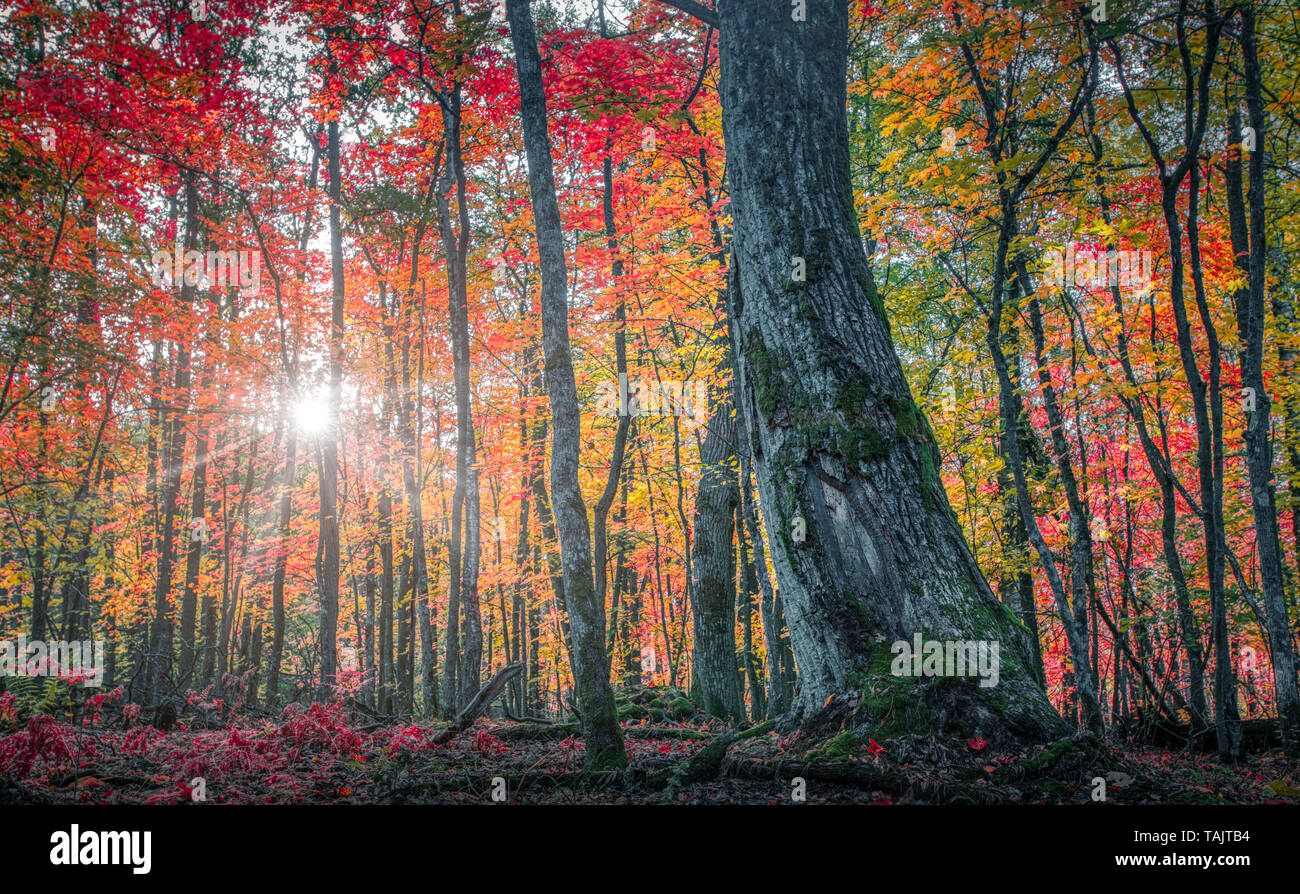 Beautiful colorful fall foliage in a forest Stock Photo