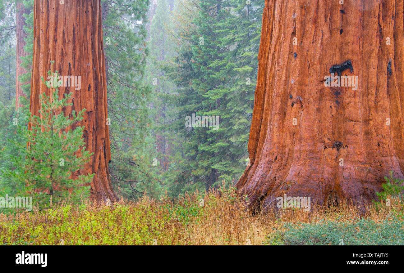 Redwood trees (Sequoiadendron giganteum), Mariposa grove, Yosemite NP, California, USA, by Bill Lea/Dembinsky Photo Assoc Stock Photo