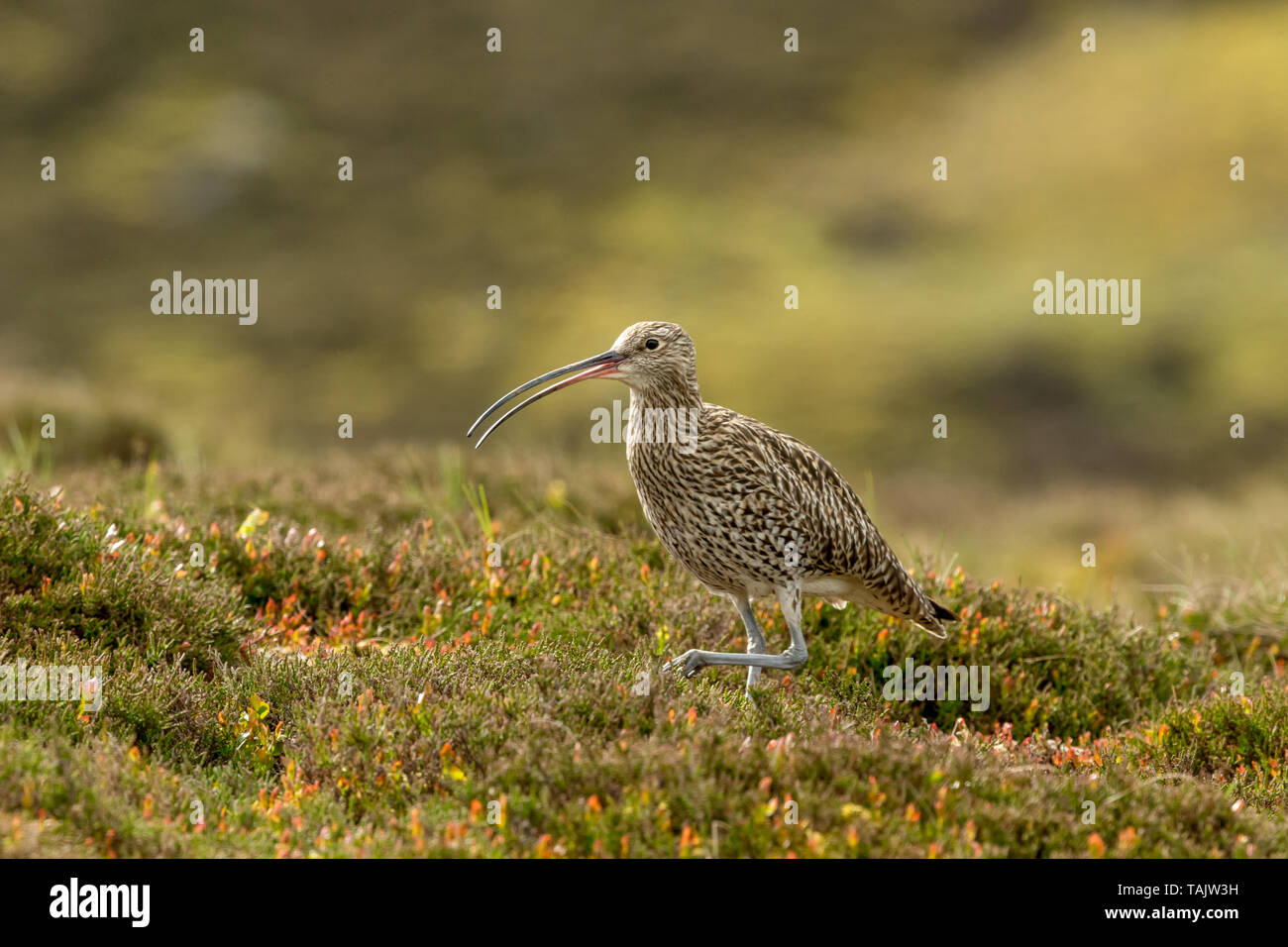 Curlew, adult Eurasian curlew in natural moorland habitat during  the nesting season.  Yorkshire Dales, England.  Landscape, space for copy. Stock Photo