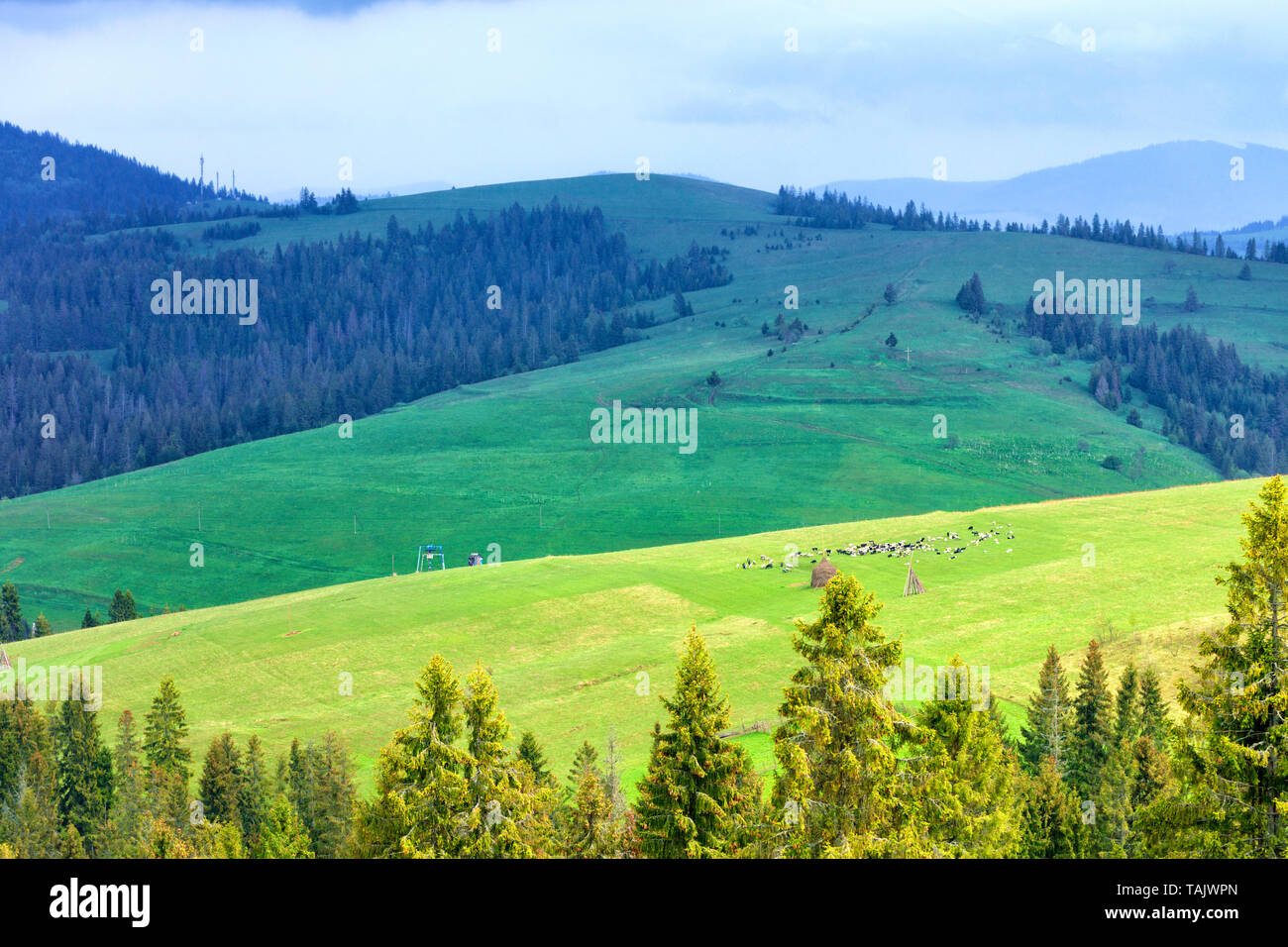 A flock of sheep grazes on a green, lush, grassy meadow on the slope of ...