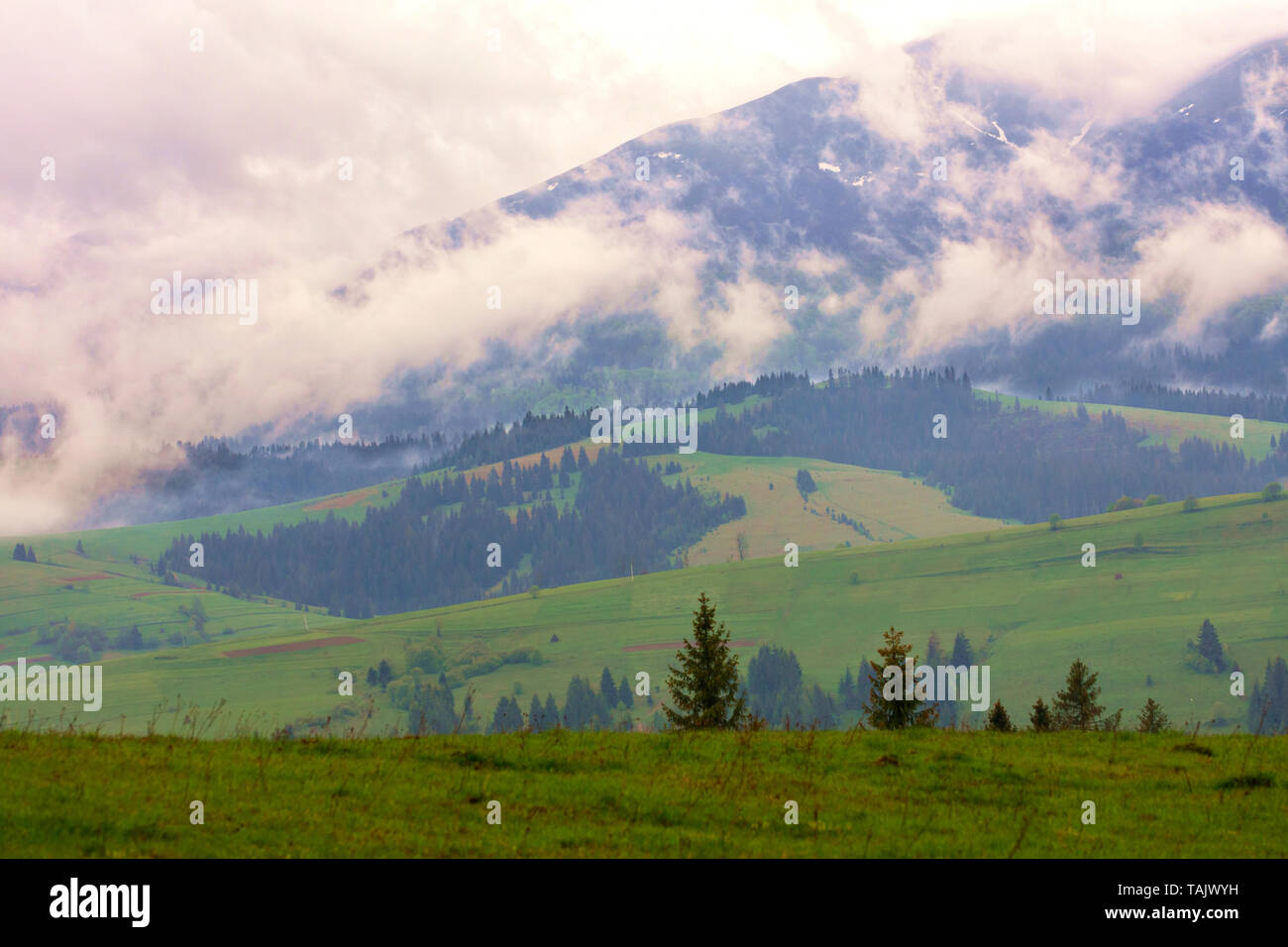 The torn clouds of morning fog slowly descend along the slopes of the Carpathian Mountains into the forest green valleys in the early spring morning. Stock Photo