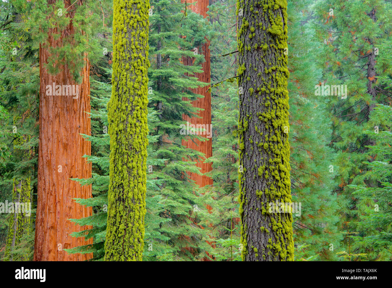 Redwood trees (Sequoiadendron giganteum), Mariposa grove, Yosemite NP, California, USA, by Bill Lea/Dembinsky Photo Assoc Stock Photo