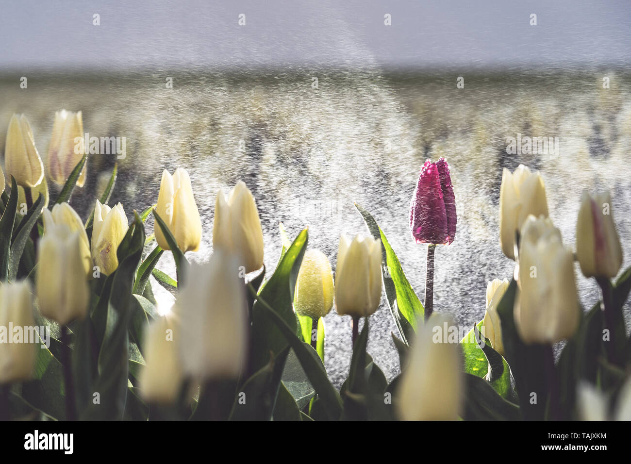 In late April through early May, the tulip fields in the Netherlands colourfully burst into full bloom. Fortunately, there are hundreds of flower fiel Stock Photo