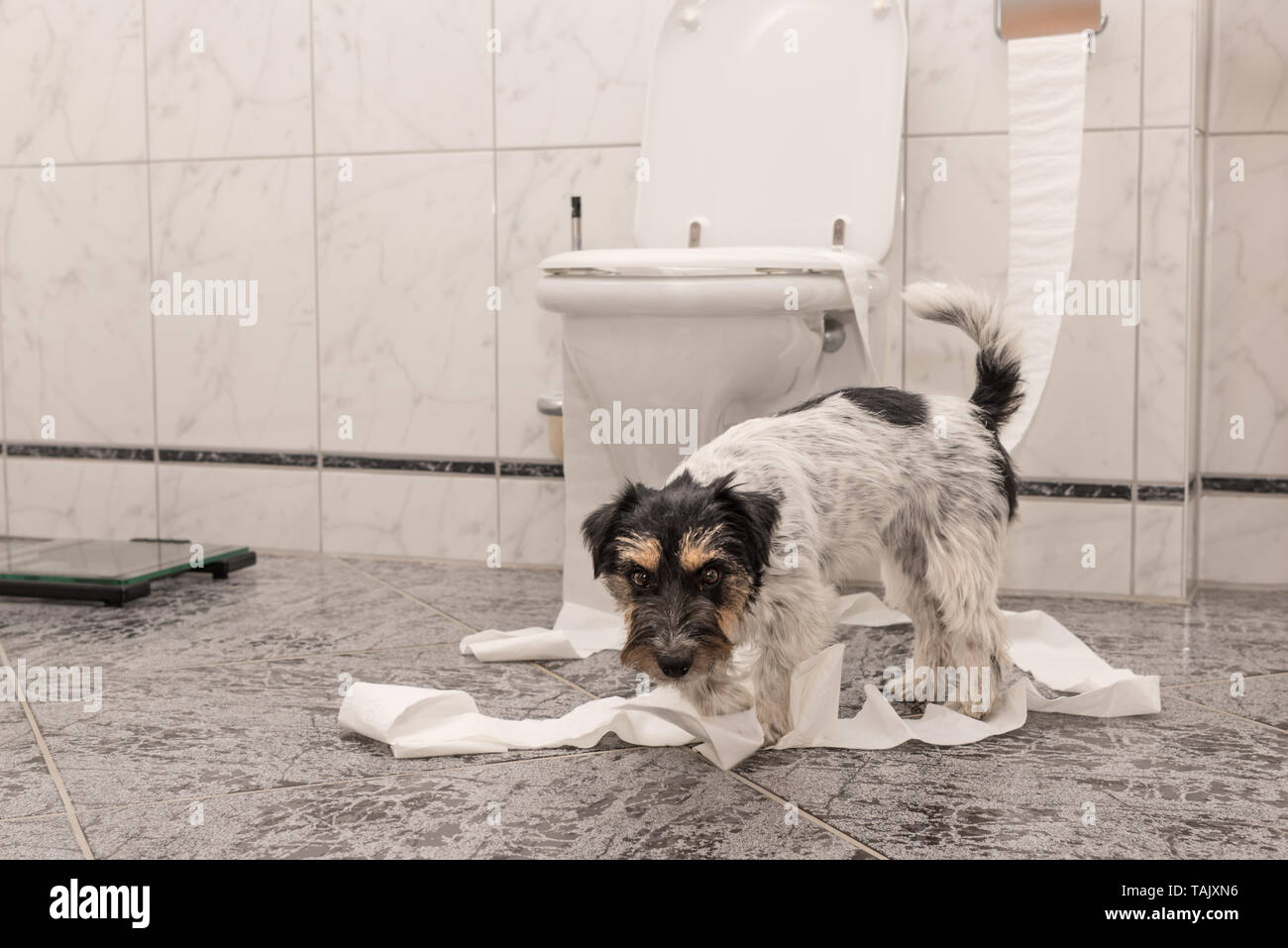 Jack russell hotsell terrier apartment