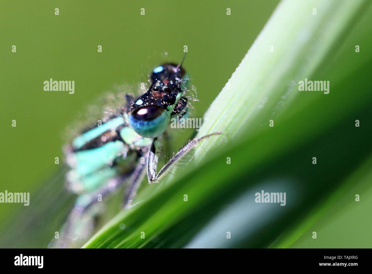 Close up of the head of a blue tailed male damsel fly (Ischnura elegans) on a plant leaf Stock Photo