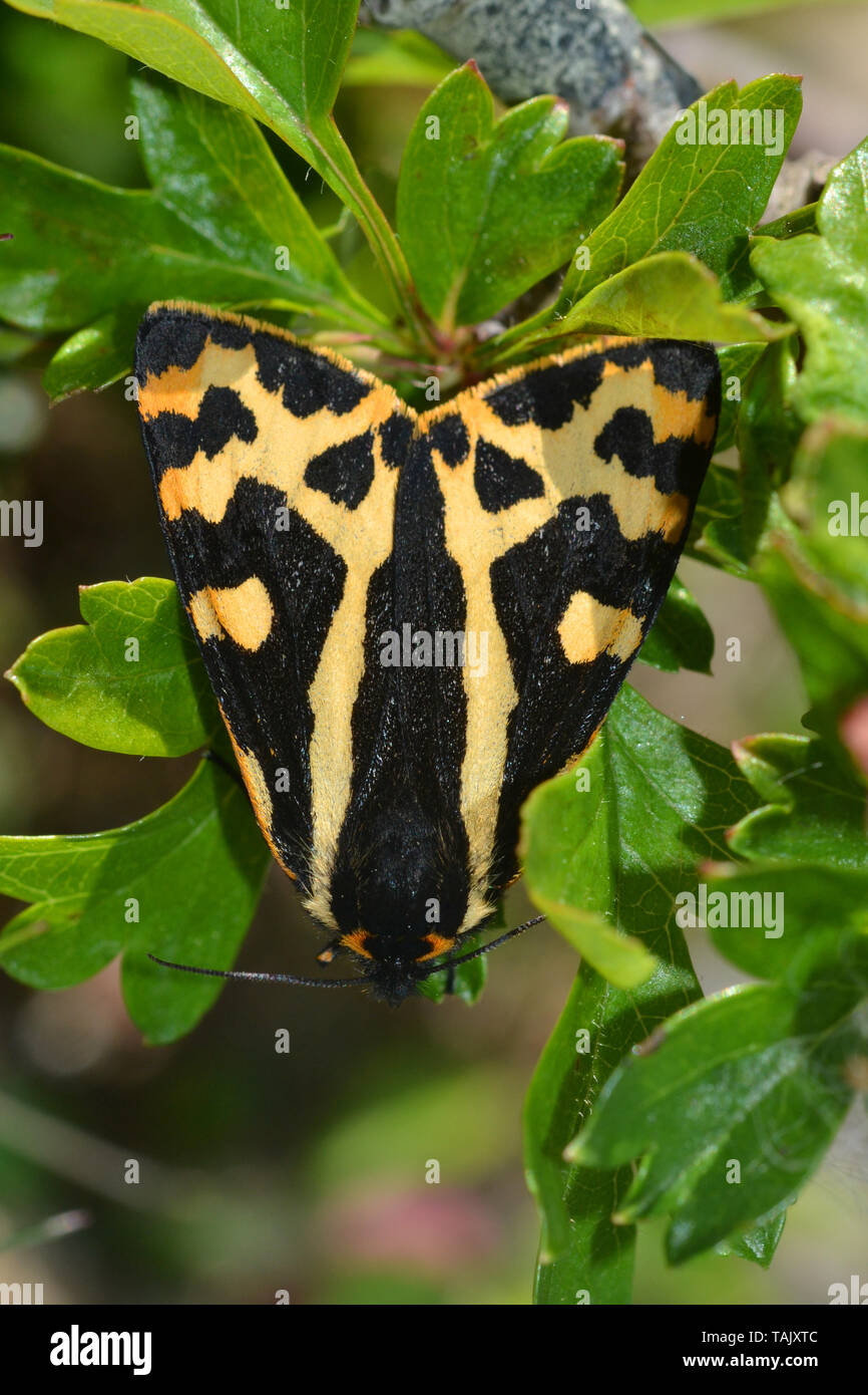 Wood Tiger Moth, day flying, Longstone Edge,Peak District,UK Stock