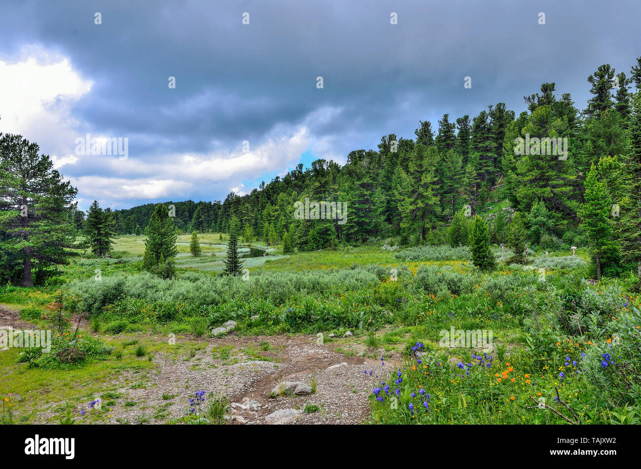 Beautiful summer landscape in Altai mountains, Russia, with crystal creek, blooming alpine meadow with multicolored wild flowers, coniferous forest Stock Photo