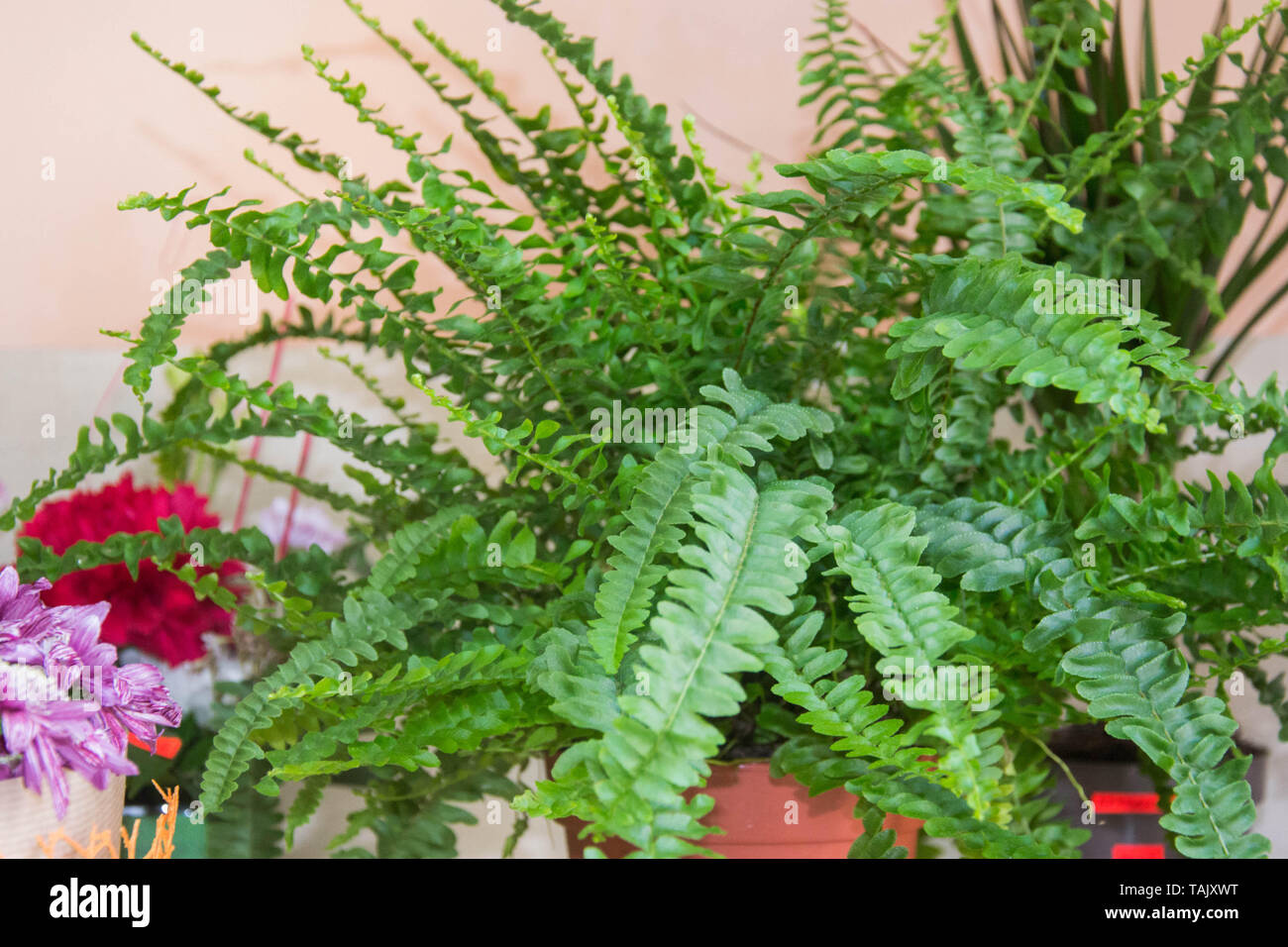 Nephrolepis exaltata - The Sword Fern - Big green leaves of fern in a pot in flower shop, greenhouse. Tropical forest plant Stock Photo