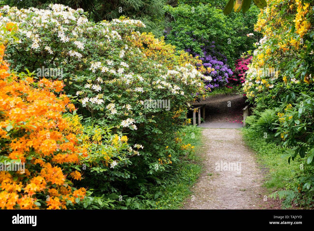 Colourful Rhododendrons in the Rhododendron Wood near Leith Hill Place in Surrey, UK line a footpath leading to a bridge in the woodland setting. Stock Photo