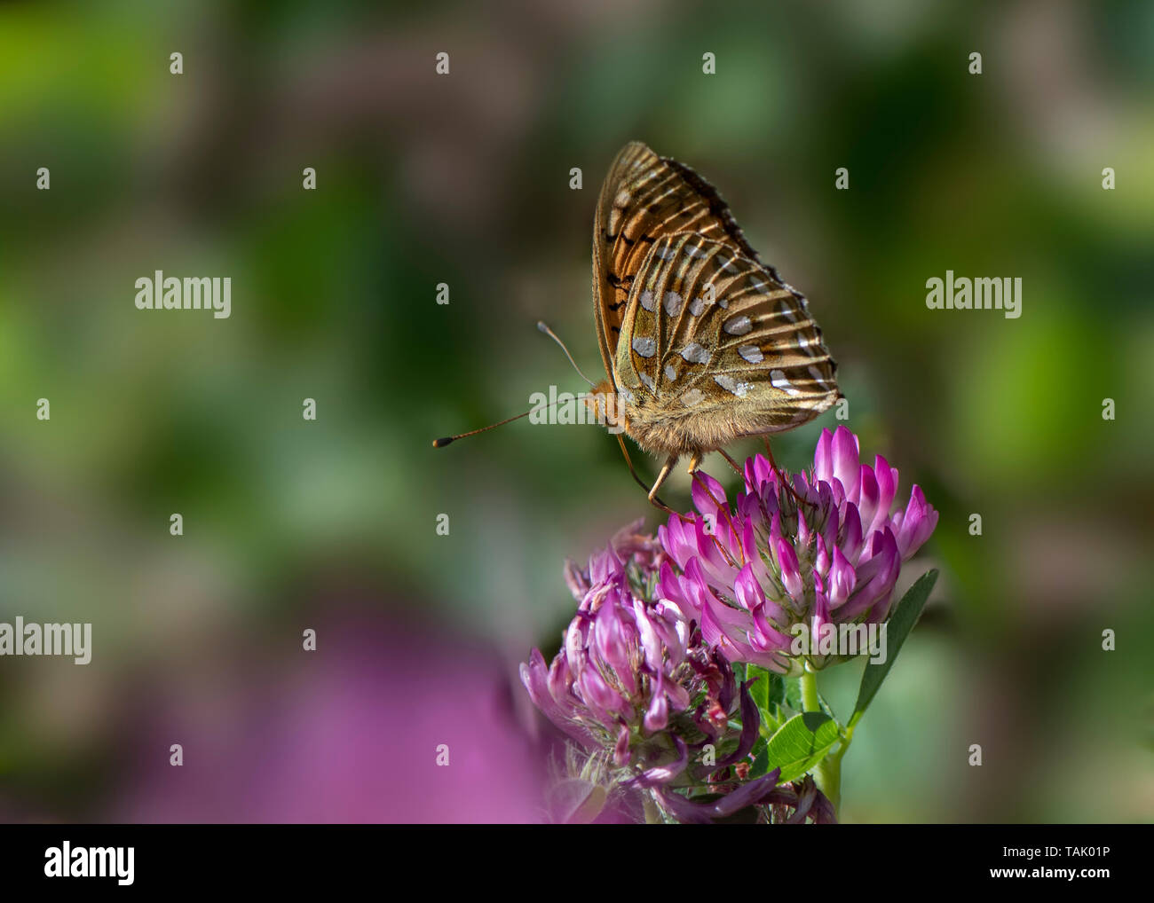 Dark Green Fritillary, Mabie Forest, Dumfries, S W Scotland Stock Photo