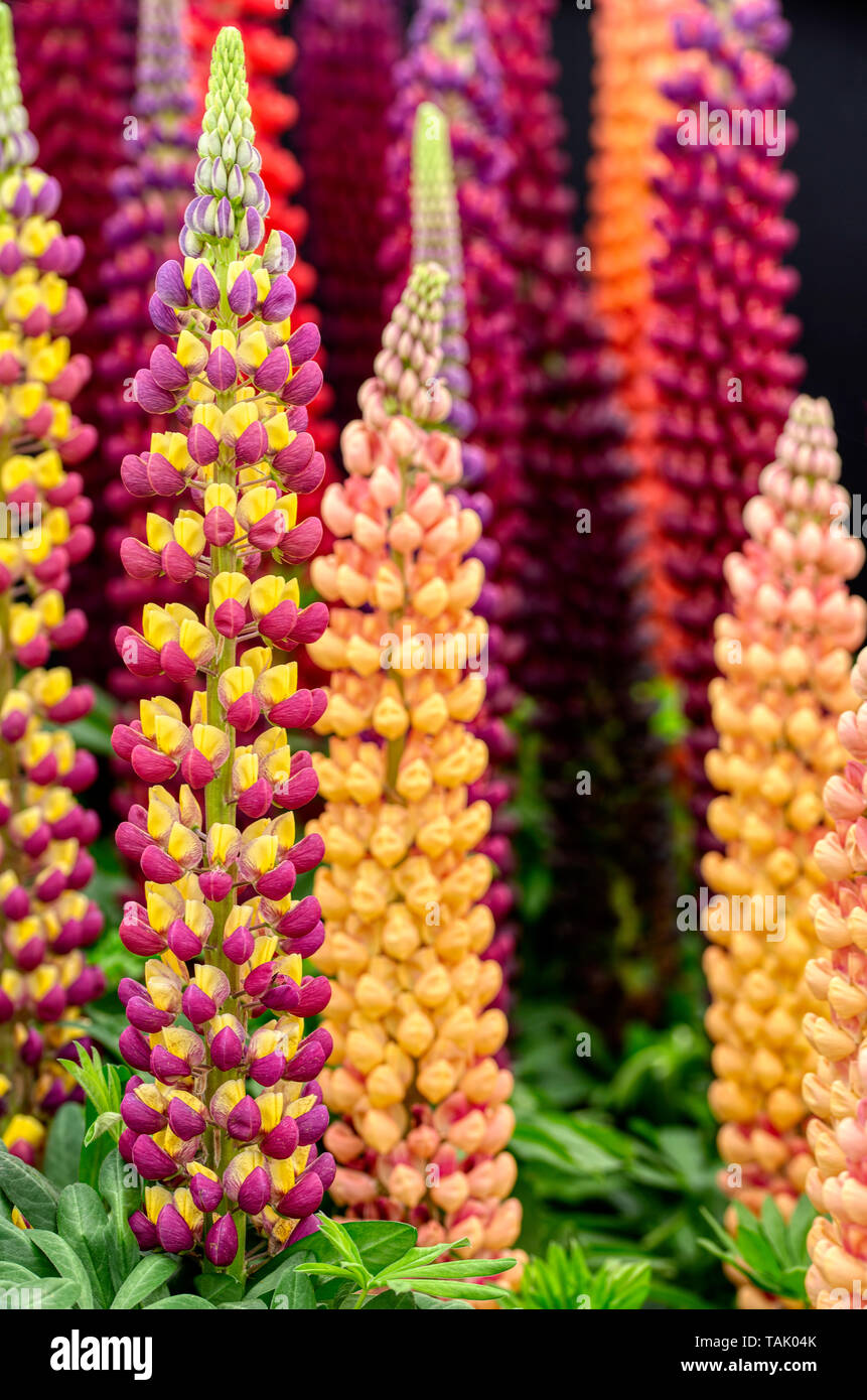 Lupins. RHS Chelsea Flower Show 2019 Stock Photo