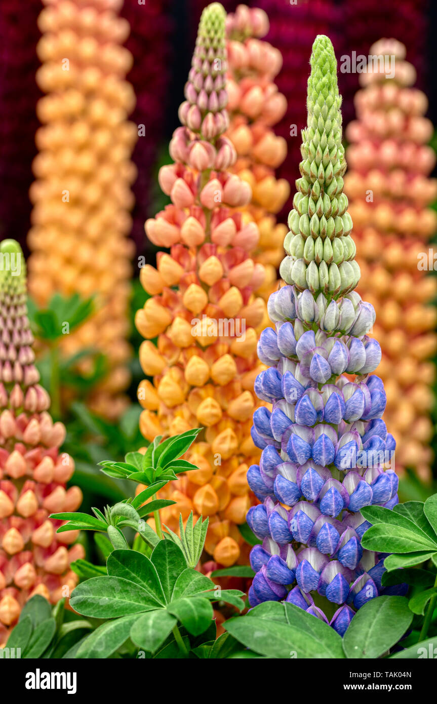 Lupins. RHS Chelsea Flower Show 2019 Stock Photo