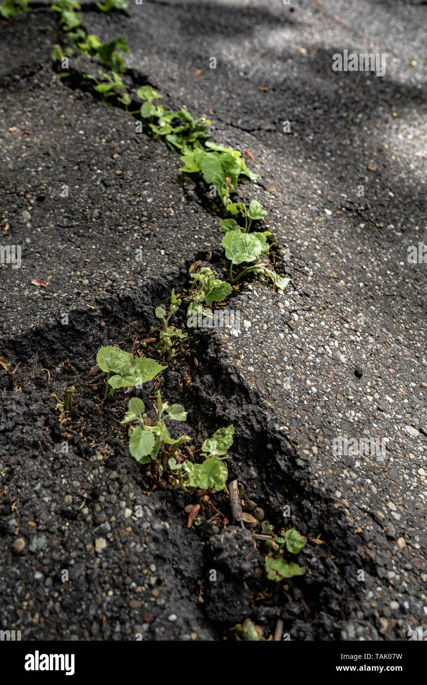 Green plants growing from crack in asphalt on road, small green plants grows through asphalt ground, power of nature Stock Photo