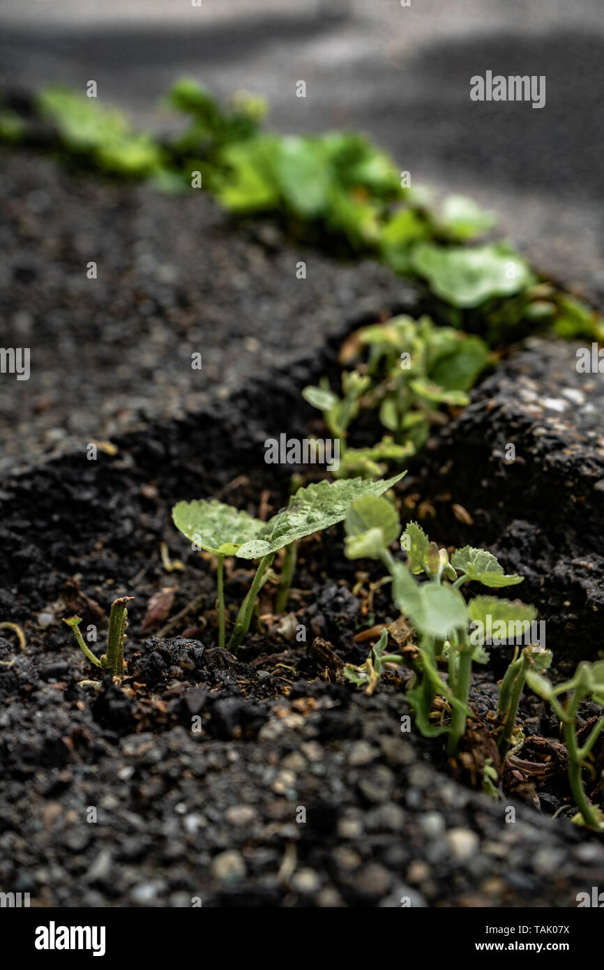Green plants growing from crack in asphalt on road, small green plants grows through asphalt ground, power of nature Stock Photo