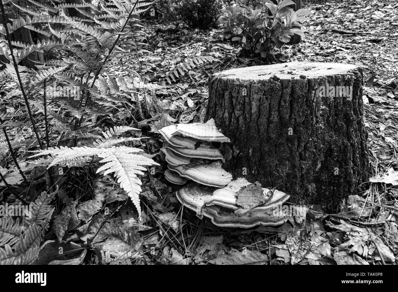 Black and white image of a tree stump with fungi (Ganoderma applanatum)  growing on its base. Stock Photo
