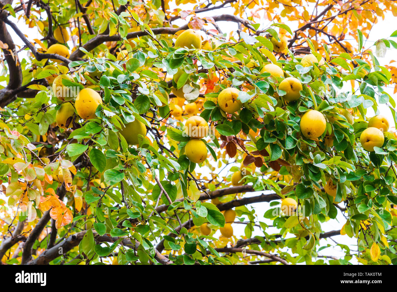 Chinese quince fruit on Chinese quince tree in cloudy day Stock Photo